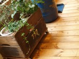 MONTANAからオリーブと<br>川西君からもらった名前の分からない植物です。<br>木箱にWAX塗るとだいぶいい感じになりましたー